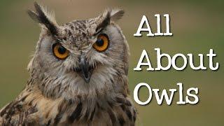 All About Owls for Kids: Backyard Bird Series - FreeSchool