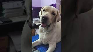 Scooby checked in for grooming ️ 9360428773 passion pets madurai