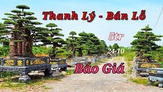 Báo Giá Thanh Lý, Bán Lỗ Cây Sanh Tại Vườn Phong Sơn - Không Thể Rẻ Hơn!