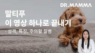 말티푸 성격부터 주의해야 할 질병까지! 궁금한 것 한번에 정리