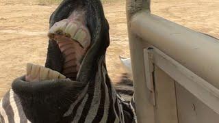 Woman enjoys solo birthday trip to safari and feeds zebras in the wild || WooGlobe