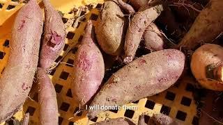 final harvest sweet potatoes 2024 #lintv h