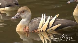 Plumed Whistling Duck (Dendrocygna eytoni) Australian Bird Media.