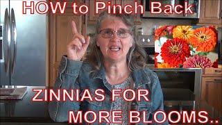 How To Pinch Your Zinnias for More Blooms/ Zinnia 101