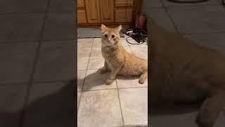 cat hearing the ancient Egyptian cat call