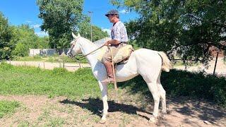 Caballo Overo Manso y nuevo $1.500.000 LOSEQUINOS.COM