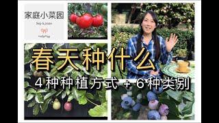 【菜园子8】种菜--春天种什么菜好？春季种植的4种种植法和6大蔬果类别