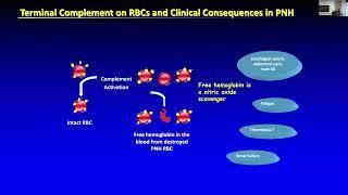 Complementopathies: diagnosis, treatment, and monitoring