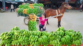 Harvest Many Banana And Use Horse Carriage Transport Banana Goes To Market Sell. Ly Tieu Toan