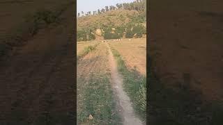 Cricket Lovers #dailyvlog #syedimadfaizi #shorts #shortsonyoutube #pashtoshorts #bunervines #cricket