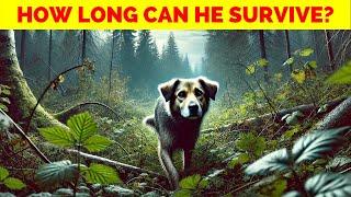 Can Your Dog Survive Getting lost in the Wild? – 5 Reasons They Can’t!