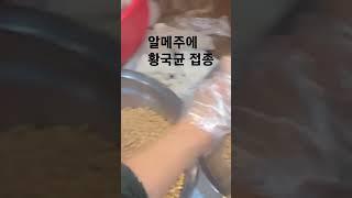 [알메주 만들기1] 삶은 콩에 황국균 접종하면 알메주