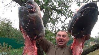 Разделка и готовка крупных СОМОВ! (cutting catfish cook)