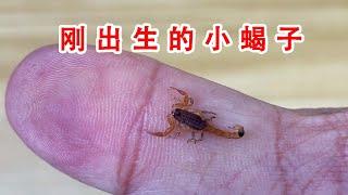 Play the baby scorpions and are they poisonous?