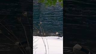 Preening! #nature #shortsvideo #naturelover