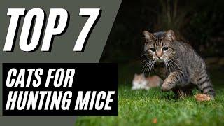 7 BEST Cat Breeds For Catching Mice (Maine Coon, Siamese)