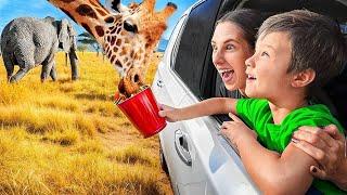 FEEDING WILD and RARE ANIMALS FROM OUR CAR?! 