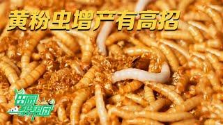 它被誉为饲料宝库，一盒售价上万元！饲养专家公开黄粉虫养殖绝招：饲料里一定要加这种常见蔬菜，产量增加肉眼可见 |「田园帮帮团」20230926