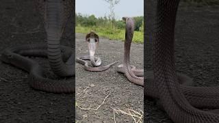 MOST VENOMOUS SNAKE  #snakevideo #shorts #ytshorts #youtubeshorts #trending #reels #viralshorts