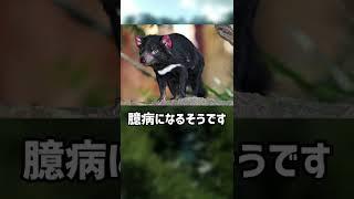 ぴえん過ぎる生き物紹介　タスマニアデビル　ショートver