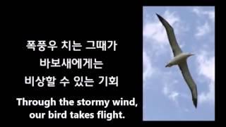 Albatross 바보새