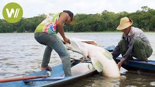 Arapaima - Der riesige Fisch kann bis zu 200 Kilo wiegen!