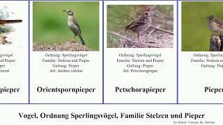 Vogel, Ordnung Sperlingsvögel, Familie Stelzen und Pieper bird Passeriformes Streifenpieper Smile