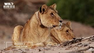 Experience the thrill of Desert Lion conservation in S01 E01 of WILD NAMIBIA