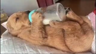 Funny and Cute Golden Retriever Videos That Will Change Your Mood For Good - Cutest Golden Retriever