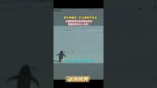 真想帮助这只有抑郁症的小企鹅I really want to help this little penguin with depression