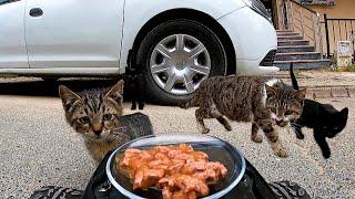 FEEDING STREET CATS WITH RC CAR