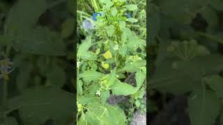 Gak Nyangka, Kandungan Senyawa dari Daun Ini Dapat Menghambat Pertumbuhan Sel Kanker #daunherbal