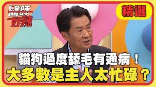 貓狗過度舔毛有通病！大多數是主人太忙碌？【#醫師好辣】20241221 EP1693 精選