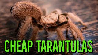 TOP 10 Budget Tarantulas - CHEAP SPIDERS for YOU!