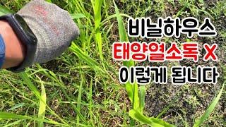 비닐하우스 태양열소독에 다른 변화 | 잡초 | 토양소독 | 파파스트리 농장