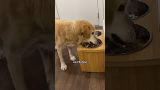 Raised Dog Bowls For Senior Dogs | The Pack