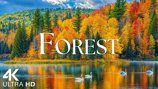 Forest 4K - Scenic Relaxation Film with Beautiful Piano Music - 4K Video UltraHD