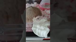 햄찌 양배추 폭풍 먹방 Hamster