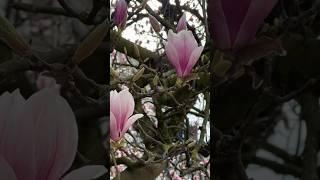 TOMORROW - Magnolia flower tutorial!