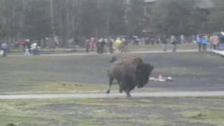 Bison attack at Old Faithful, Yellowstone National Park