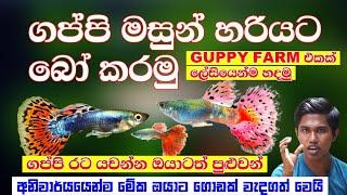 how to Breeding guppy fish at home | how to breed guppy  | Guppy breed #guppy