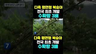 [한국농수산TV] 다축 평면형 복숭아 전국 최초 개발 수확량은 3배