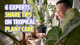 How 6 houseplant experts grow beautiful, lush tropical plants indoors | Houseplanted