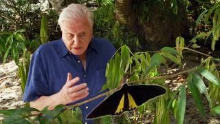 Life on Earth’s Wildest Frontiers with David Attenborough (4K Documentary)