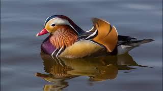 Mandarin duck 1h bird sound