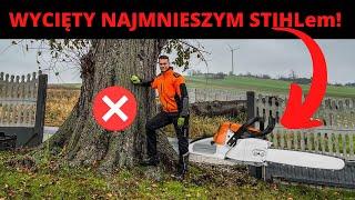 OGROMNY WIĄZ WYCIĘTY MAŁYM STIHL'EM! Ponad 140 cm średnicy - Jedno z większych drzew jakie cięliśmy!