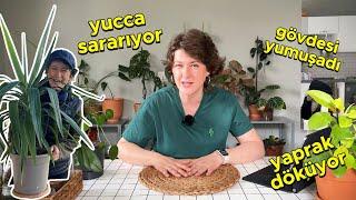 Yucca Problemleri 10 Soru & Cevap | Yucca Bakımı  Temel Bitki Bakımı