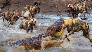 Fierce Skirmish! The King Of The Swamp Alone Defeated 10 Aggressive Wild Dogs To Steal Prey