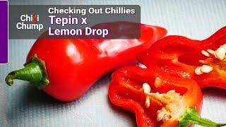 Tepin x Lemon Drop - Episode 2: Checking out Chillies with ChilliChump