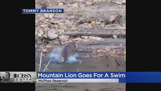 WATCH: Mountain Lion Swims Across Reservoir In Colorado